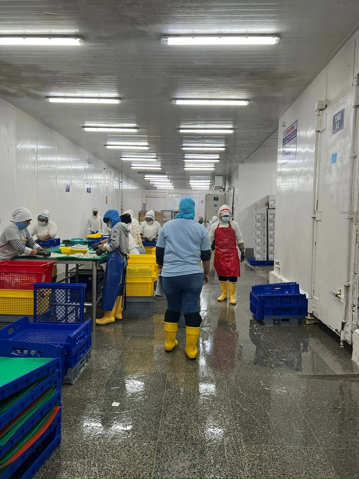 Proyecto BAEC Empacadora de Camarón (Guayaquil, Industrial) — baldosa de terrazo baldosa industrial